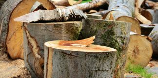 Benefits Of Using Tree Fellers in South Africa