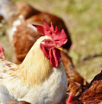 South African Chicken