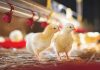 Imports, Tariffs and the Treat to the South African Poultry Industry