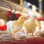 Imports, Tariffs and the Treat to the South African Poultry Industry