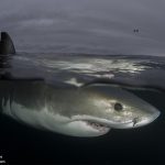 Under the cloak of Darkness