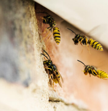 Pest Control Cape Town for Wasps