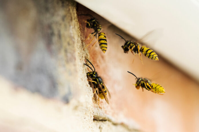Pest Control Cape Town for Wasps