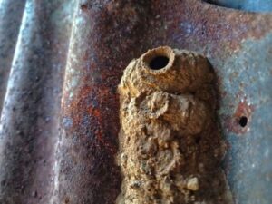 Wasp Nest