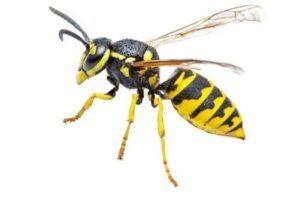 Wasps