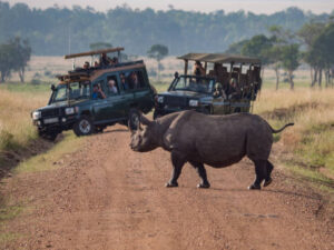 Best Pilanesberg Safaris to Enjoy This Festive Season