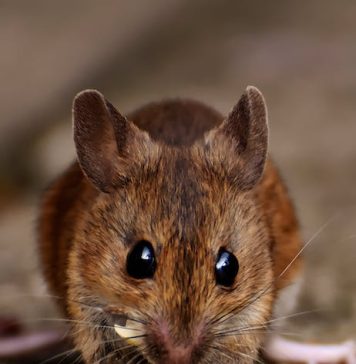 Pest-Proofing Your Home: Tips to Keep Unwanted Guests Out